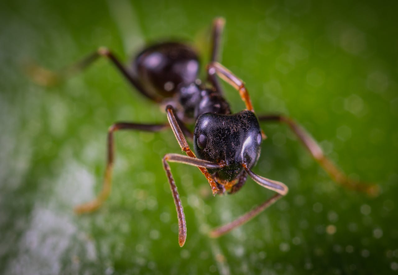 Macro close-up of a black ant on a vibrant green leaf. Perfect for nature and insect photography collections.